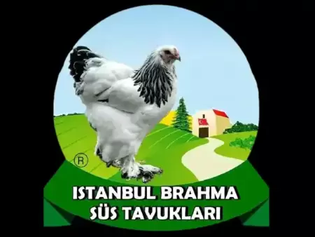 İstanbul Brahma Süs Tavukları
