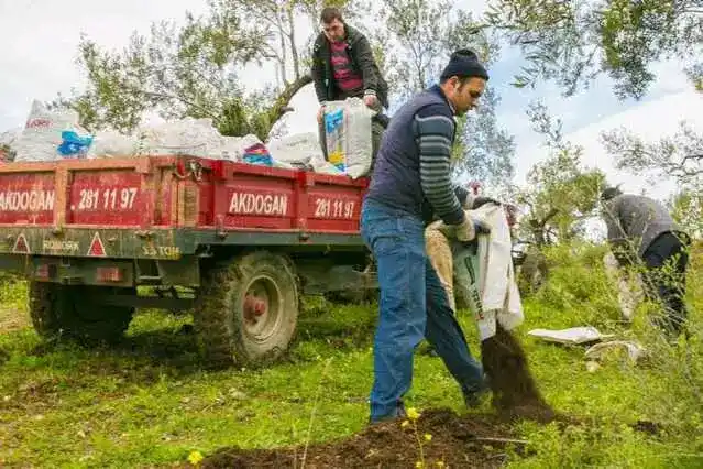 Inan Edremit Zeytin Budama Gübreleme Ilaçlama